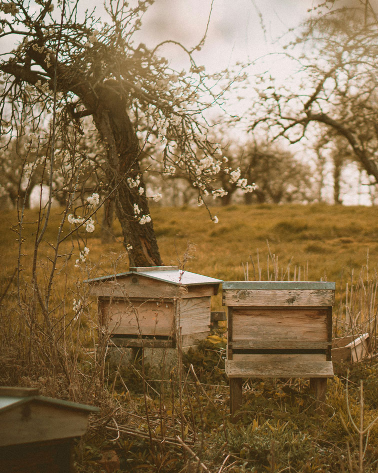 colmeias-mel-organico-beefreebio